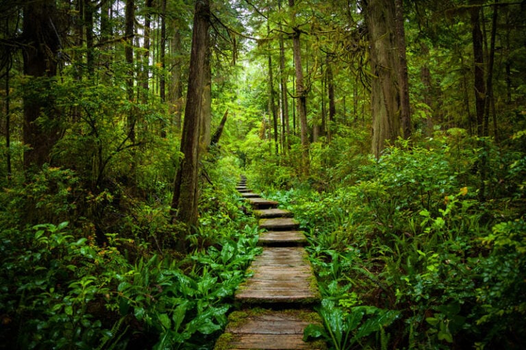 The Best Free And Paid Camping In Olympic National Park