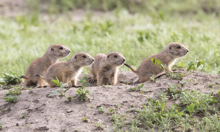 The Best Time To Visit Roberts Prairie Dog Town In The Badlands (2024)