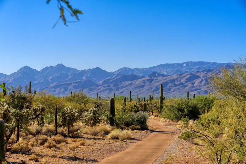 are dogs allowed in saguaro national park