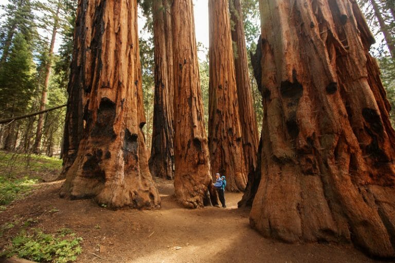 Camping In Sequoia And Kings Canyon National Parks, California